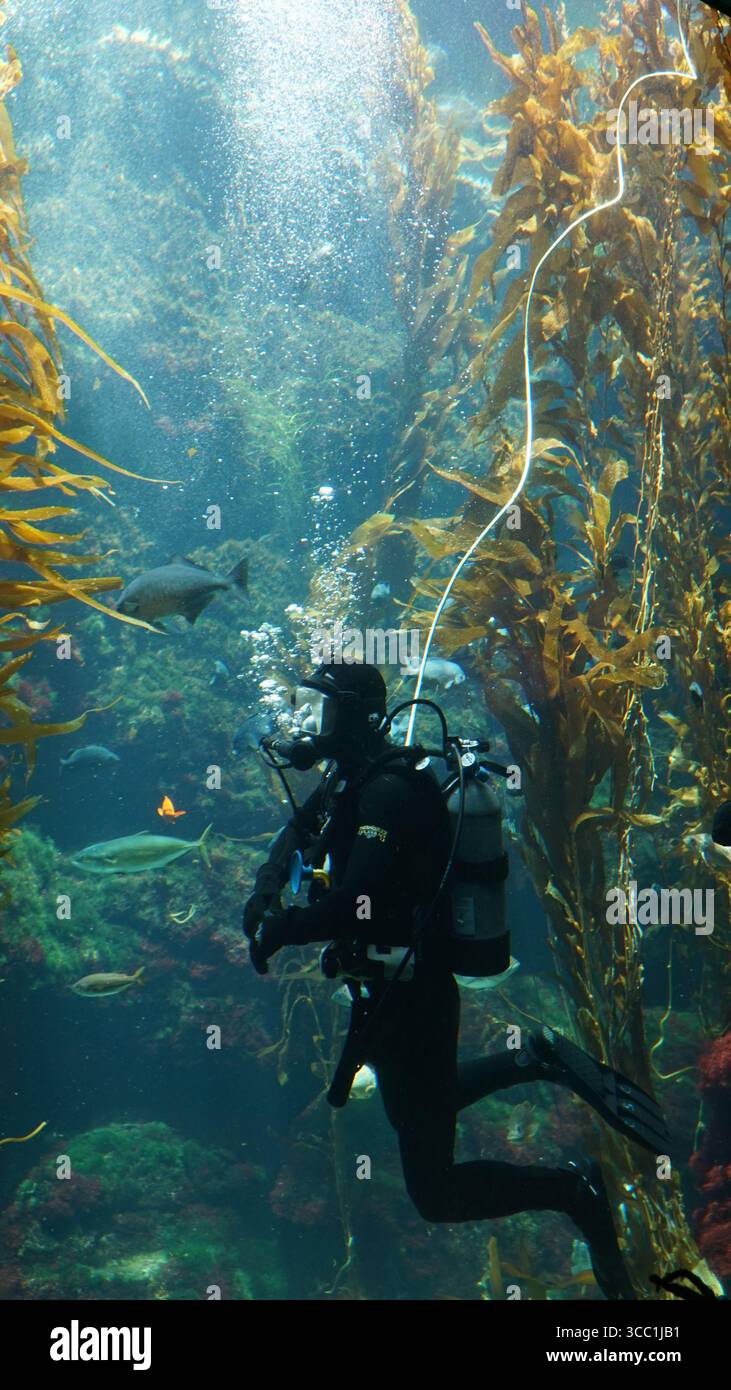 Ein Taucher schwimmt zwischen goldenen Seetangpflanzen in einem großen öffentlichen Aquarium, umgeben von Fischen und Meereslebewesen Stockfoto
