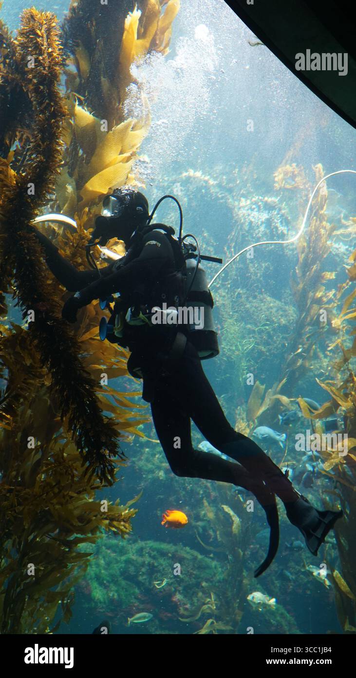 Ein Taucher arbeitet zwischen hoch aufragenden Seetangpflanzen in einem öffentlichen Aquarium, führt Unterwasserpflege durch und pflegt Meereslebewesen. Stockfoto