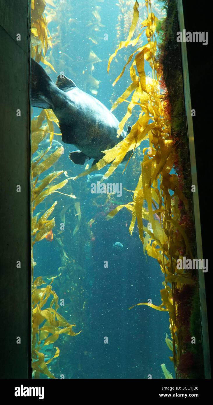 Ein großer Fisch schwimmt anmutig durch einen Seetangwald in einem Aquarium, beleuchtet von natürlichem Sonnenlicht, das durch das Wasser filtert Stockfoto