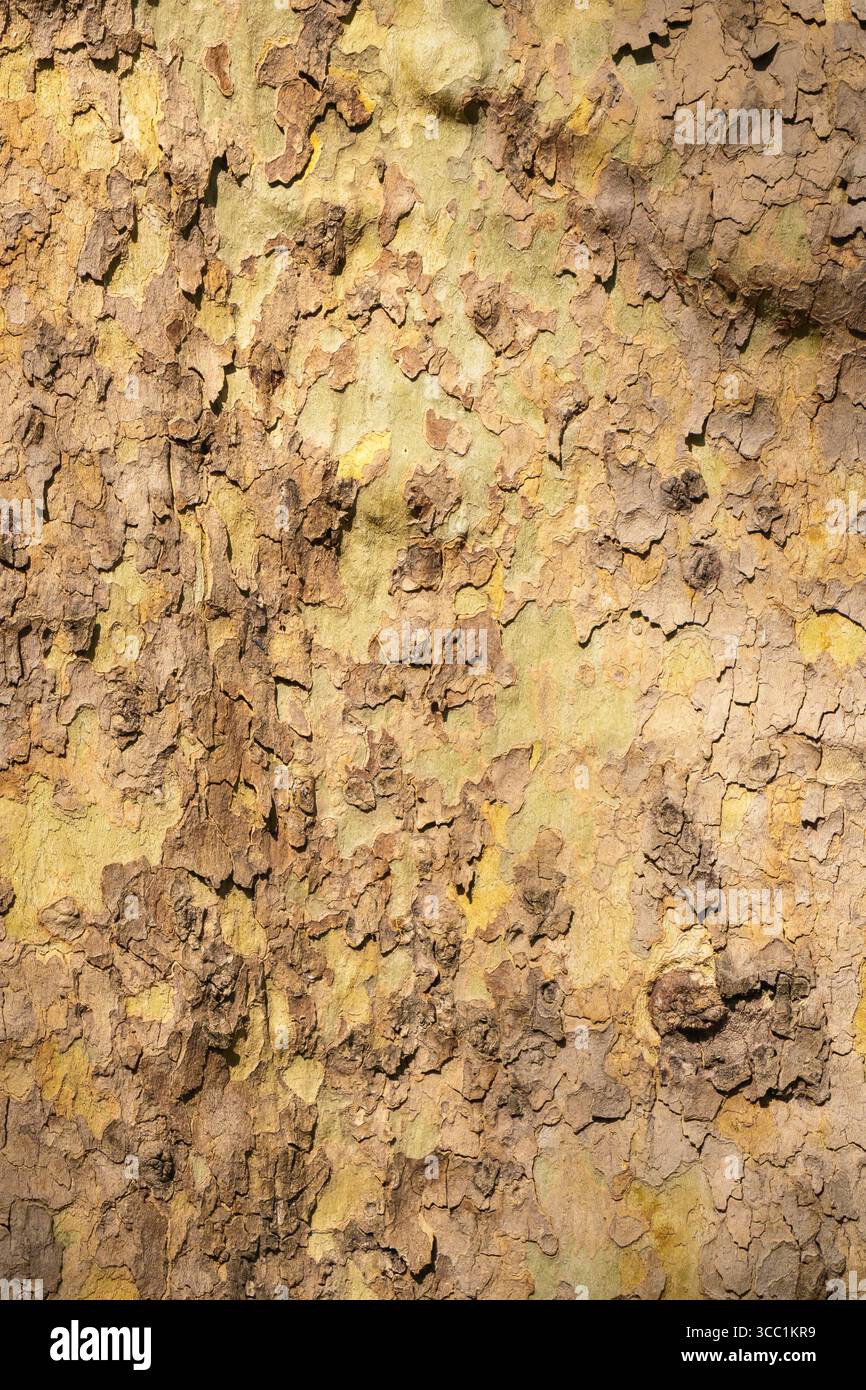 Die Nahaufnahme zeigt komplexe Texturen auf der Baumrinde und zeigt Schichten von gerissenen und abblätternden Oberflächen mit einer Mischung aus Braun-, Gelb- und Erdfarben Stockfoto