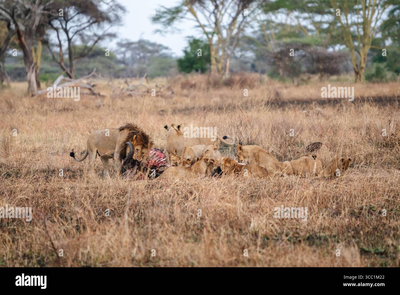 Löwen in freier Wildbahn Stockfoto