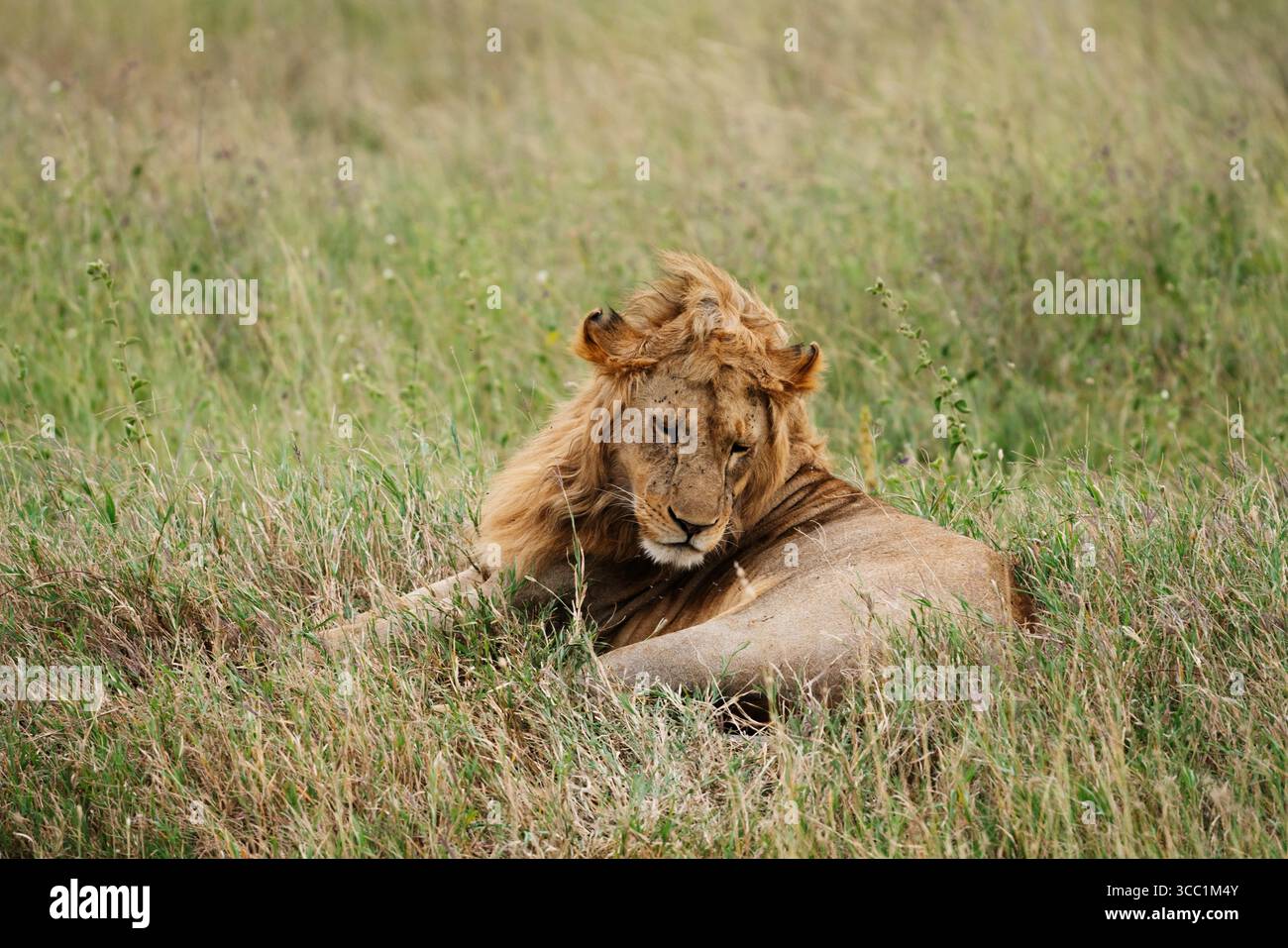 Löwen in freier Wildbahn Stockfoto