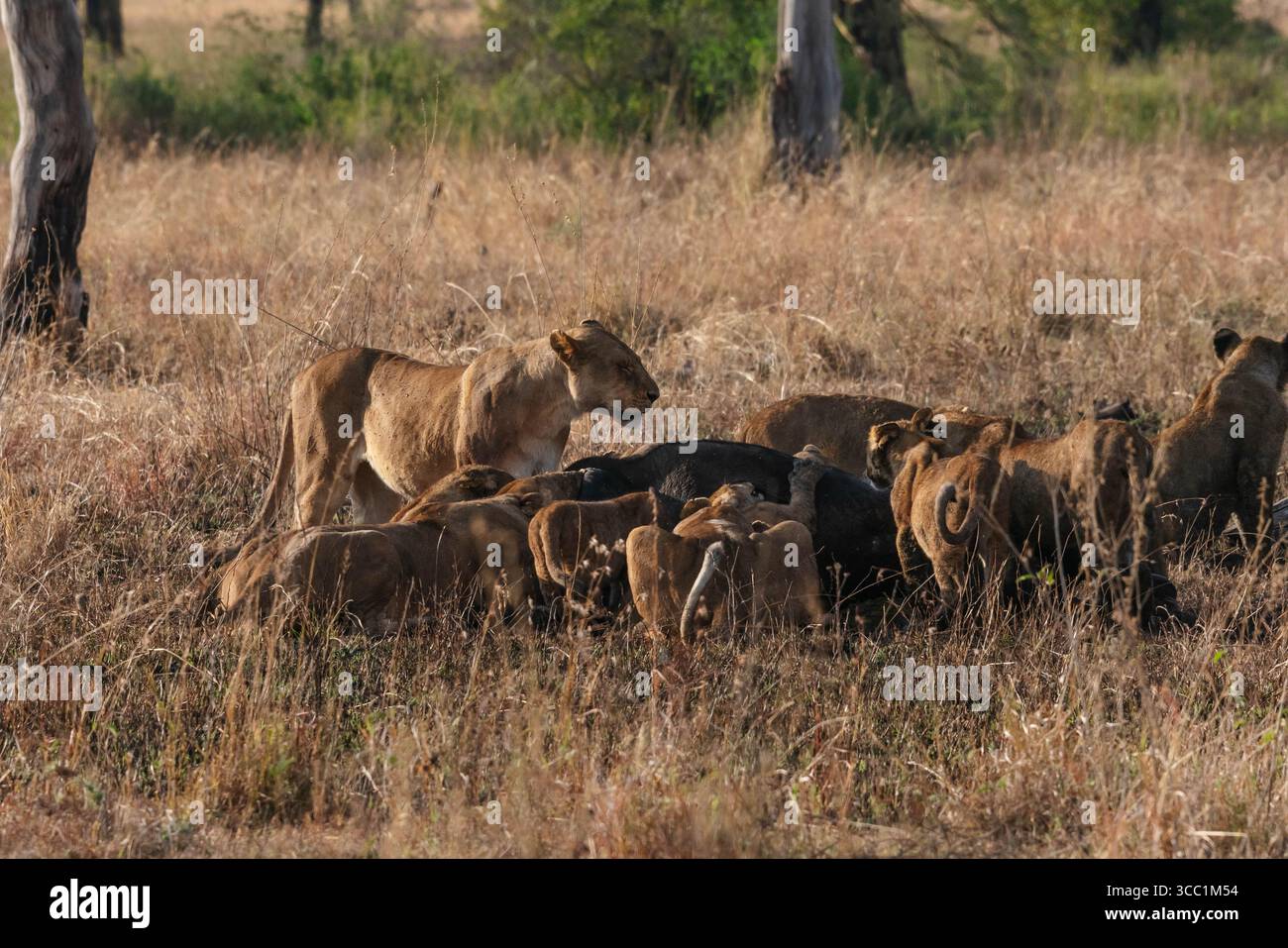 Löwen in freier Wildbahn Stockfoto