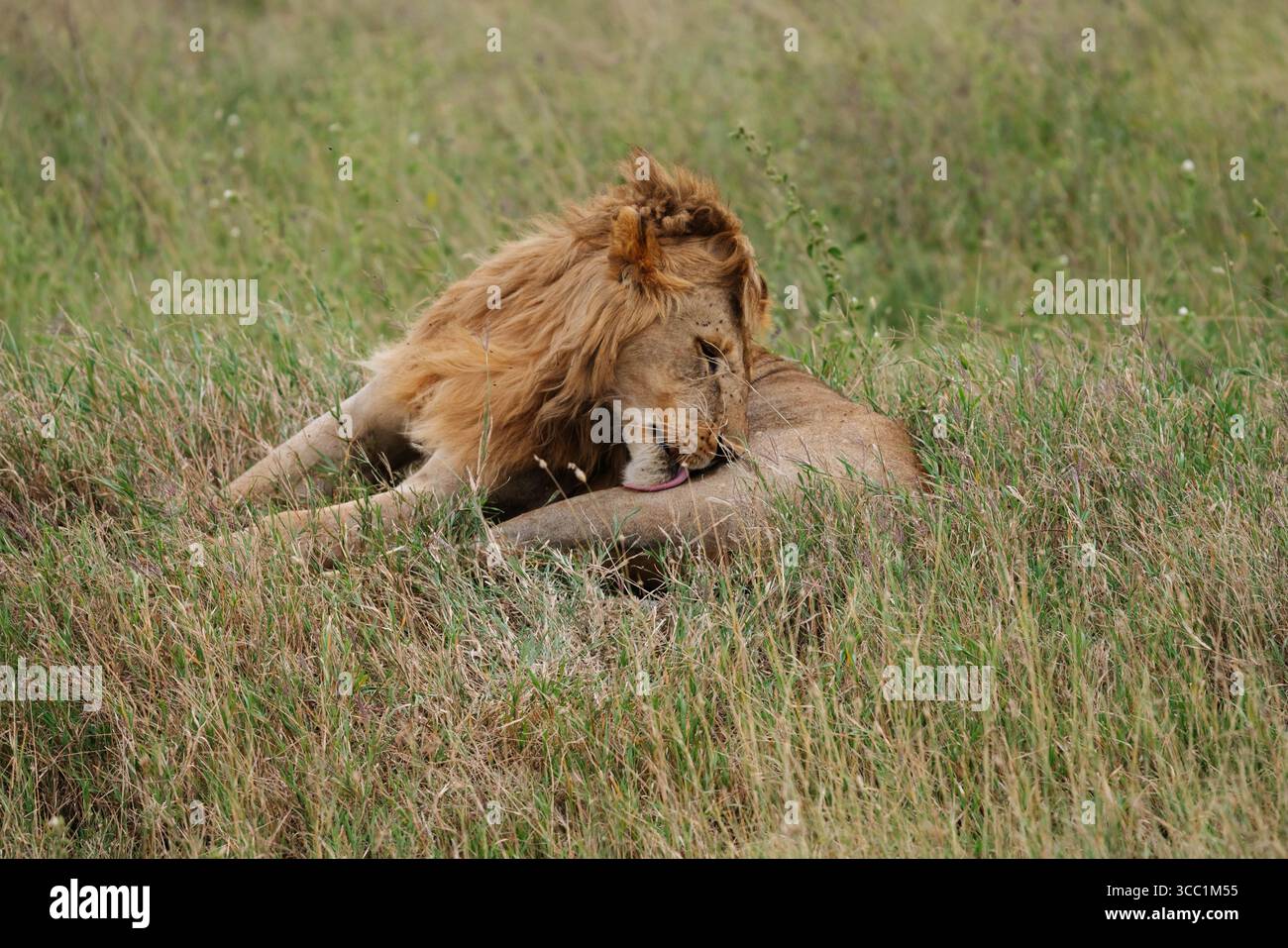 Löwen in freier Wildbahn Stockfoto