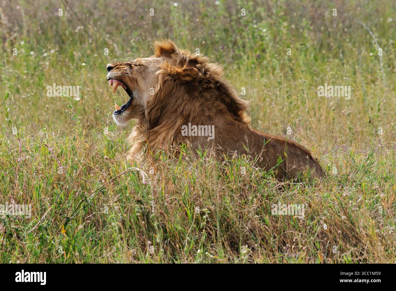Löwen in freier Wildbahn Stockfoto