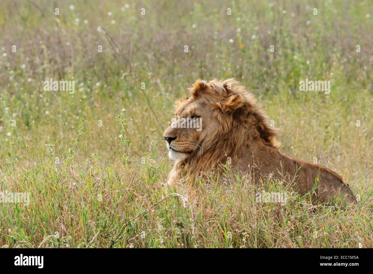 Löwen in freier Wildbahn Stockfoto