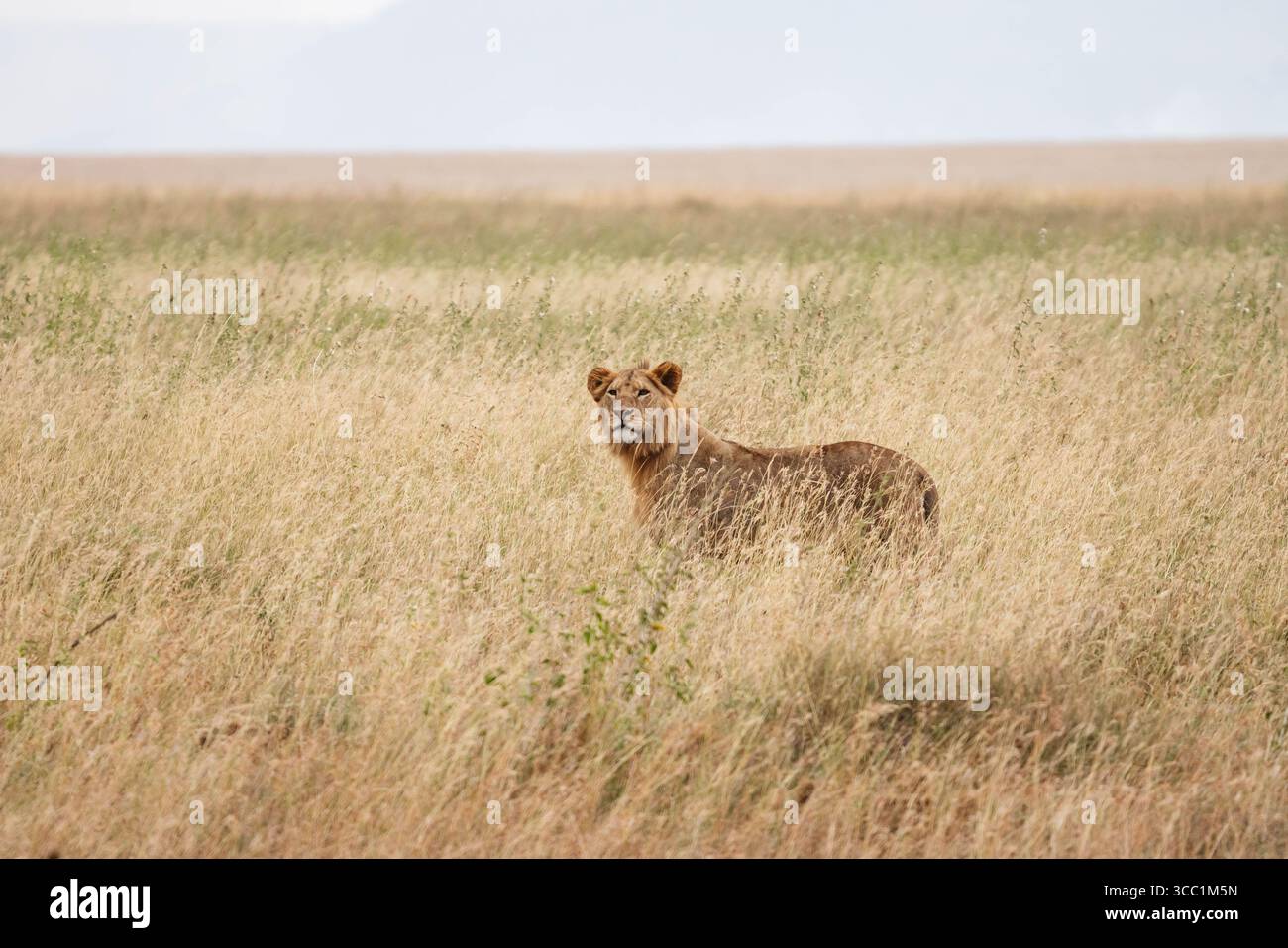Löwen in freier Wildbahn Stockfoto