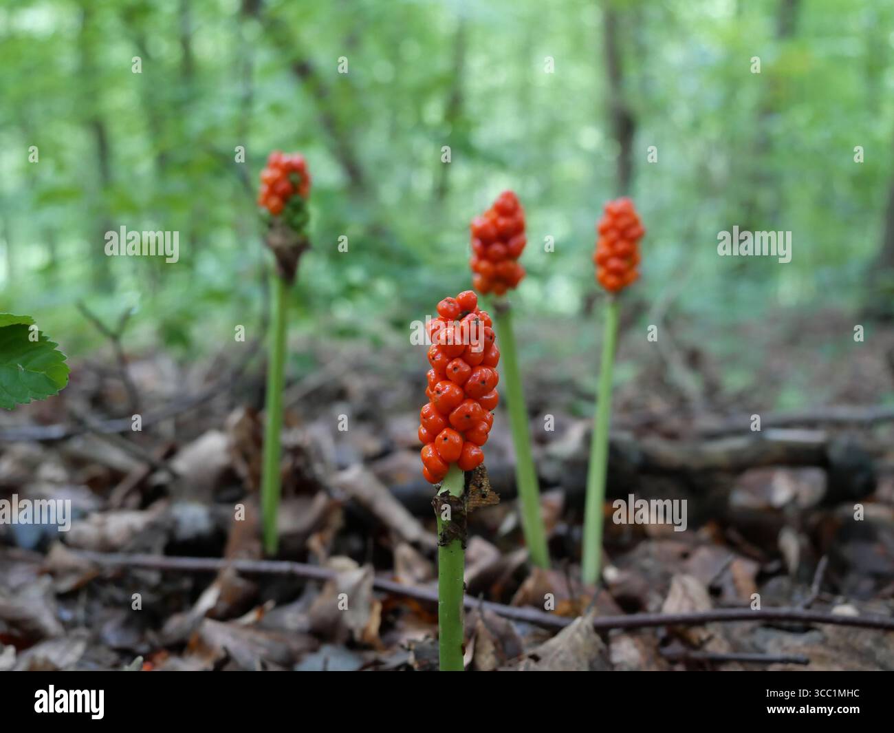 Arum-Pflanze mit roten Beeren auf Waldboden. Rotes Arum im Wald. Giftige Wildpflanze mit markanten Beeren. Ideal für Natur- und Botanik-Themen. Stockfoto