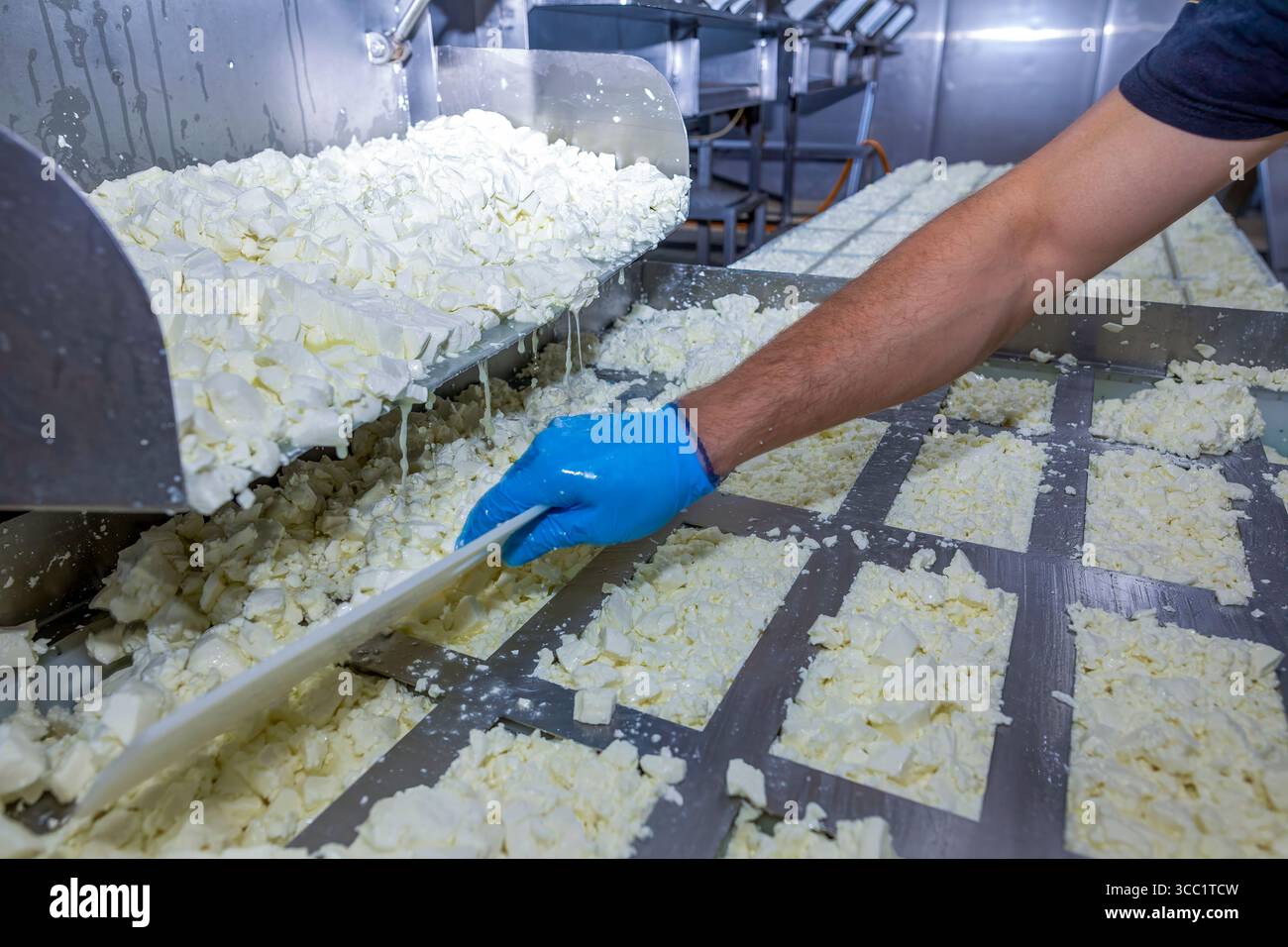 Industrielle Käseproduktionsanlage mit Arbeiter, der Milchprodukte unter hygienischen Bedingungen umsetzt Stockfoto
