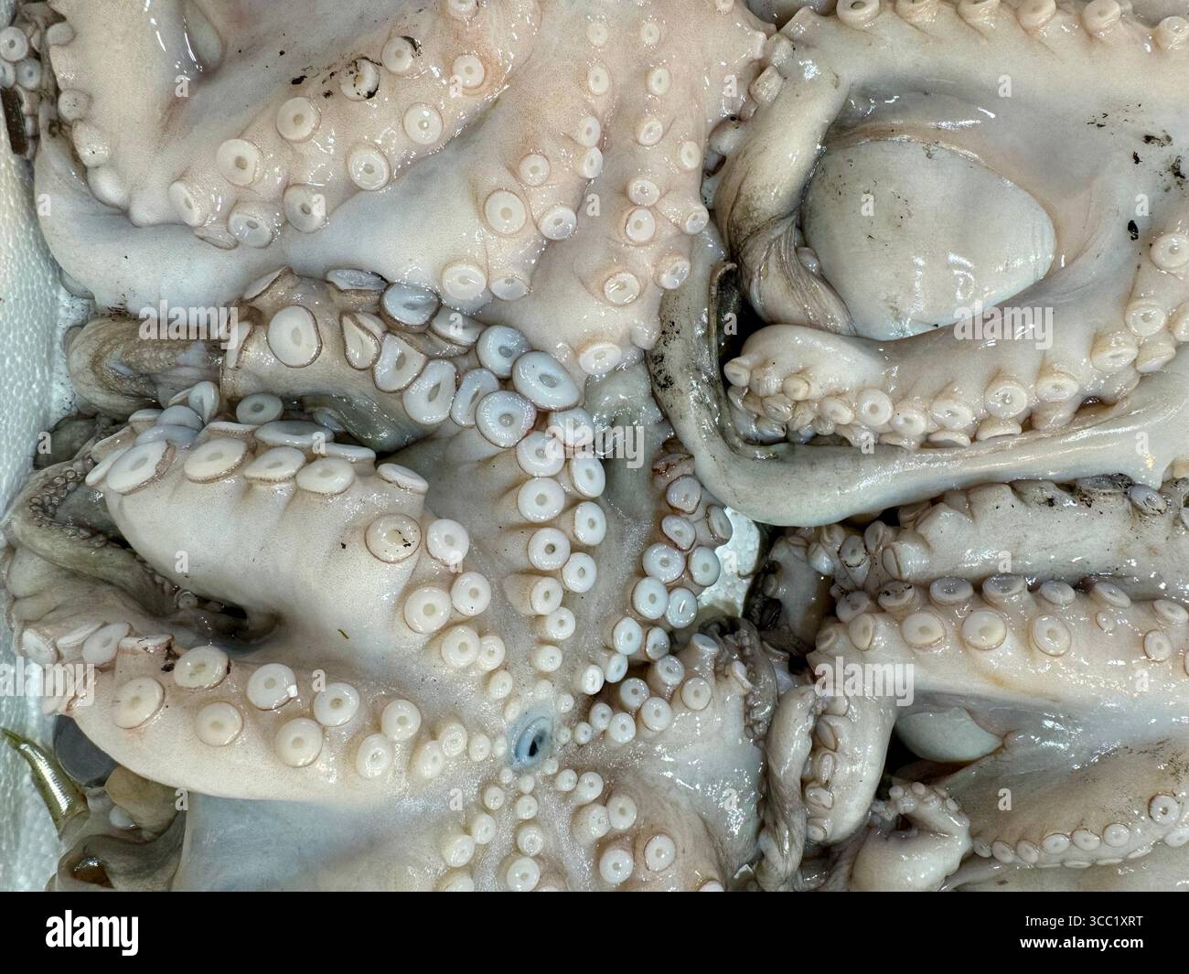 Aus nächster Nähe sehen Sie frische Kraken-Tentakel, die ihre detaillierte Textur auf einem Fischmarkt zeigen. Stockfoto