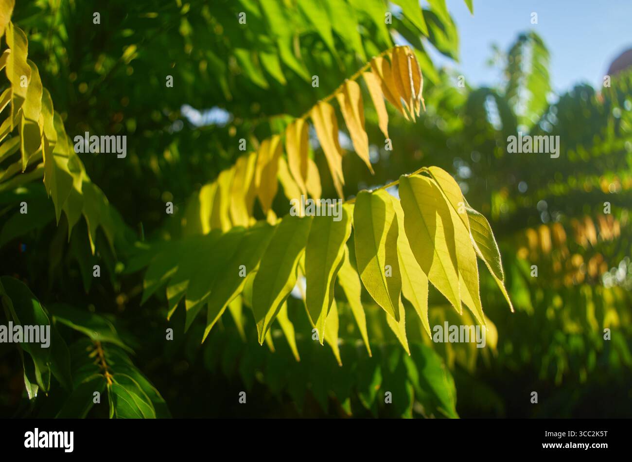 Farbübergang in Blättern während des Sonnentages Stockfoto