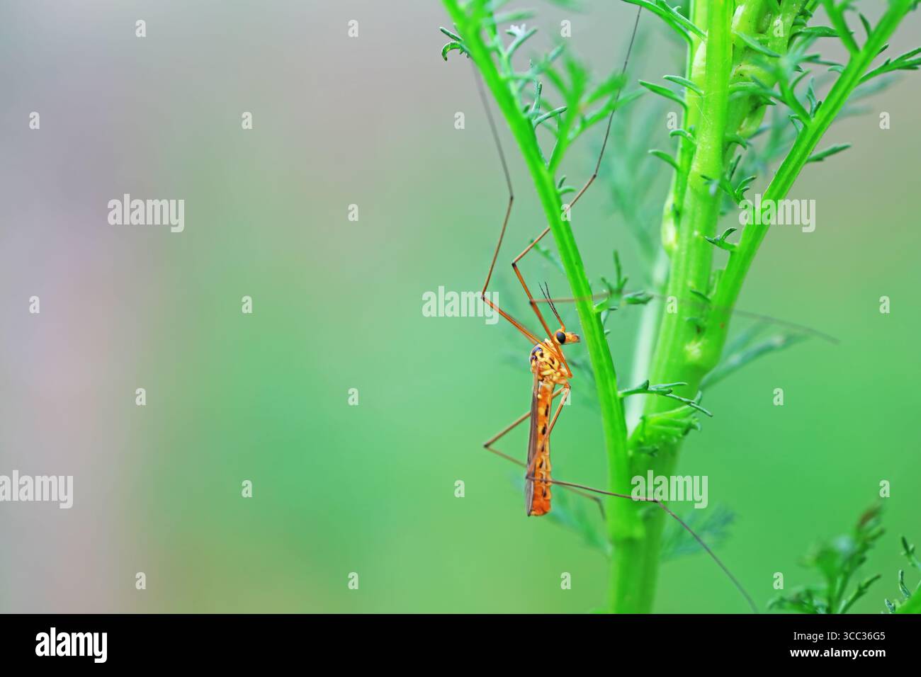 Große Mücke lebt auf Unkrautscheiben auf Unkraut Stockfoto