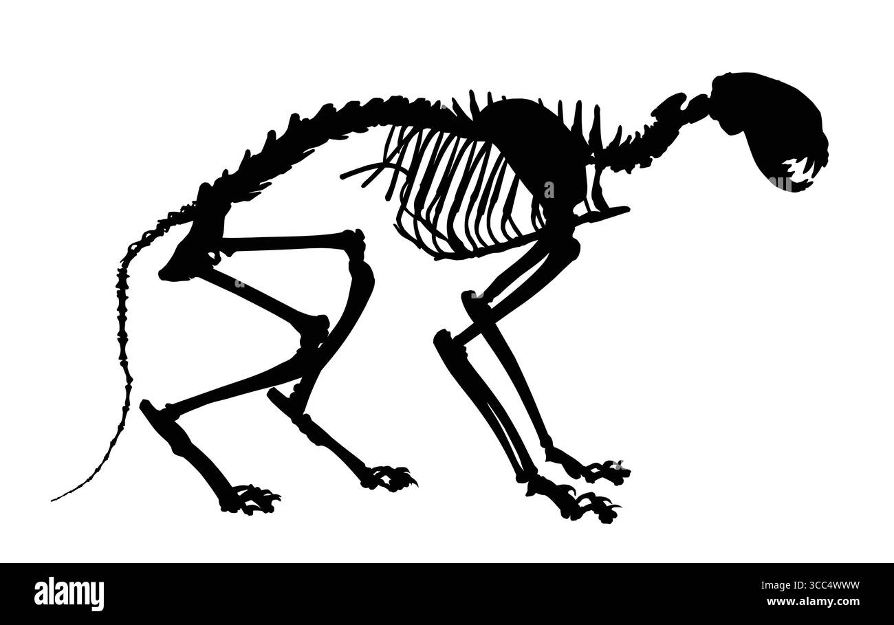 Das Skelett einer großen Katze. Stock Vektor