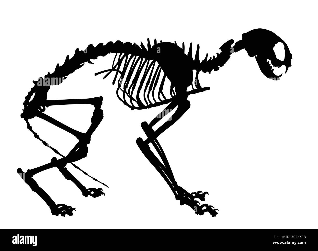 Das Skelett einer großen Katze. Stock Vektor
