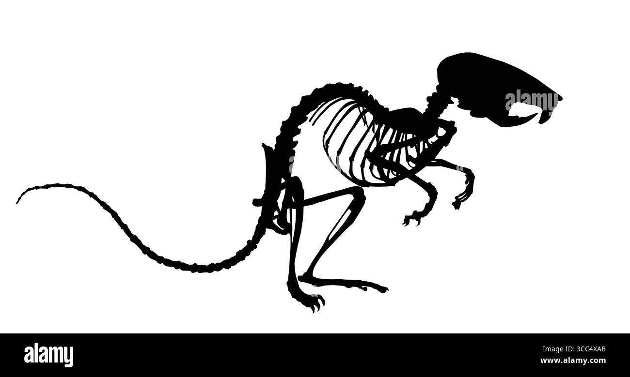 Die Silhouette des Mausskeletts. Stock Vektor