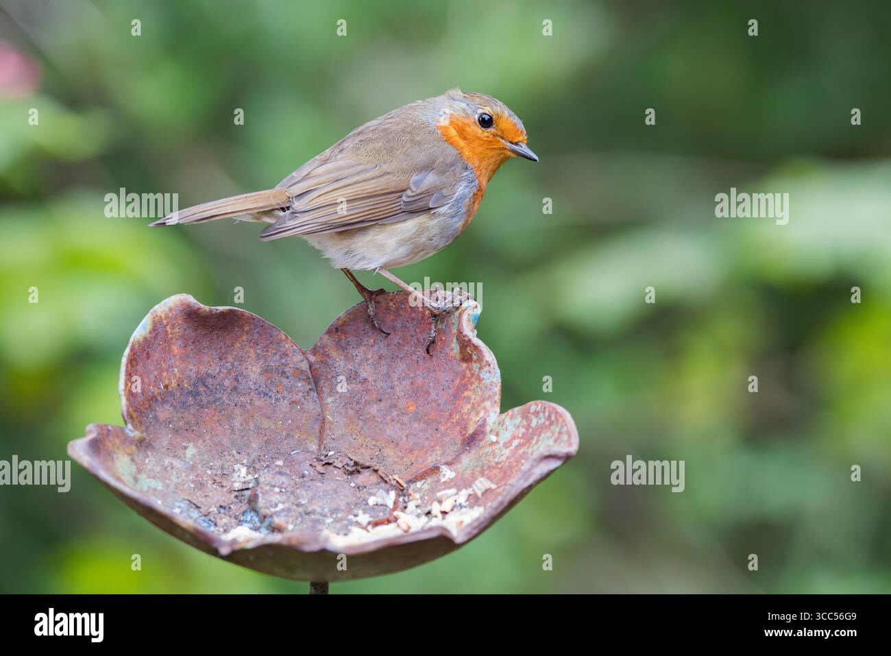 Europäische Robin [ Erithacus rubecula ] auf metallblumenförmigem Futtermittel Stockfoto