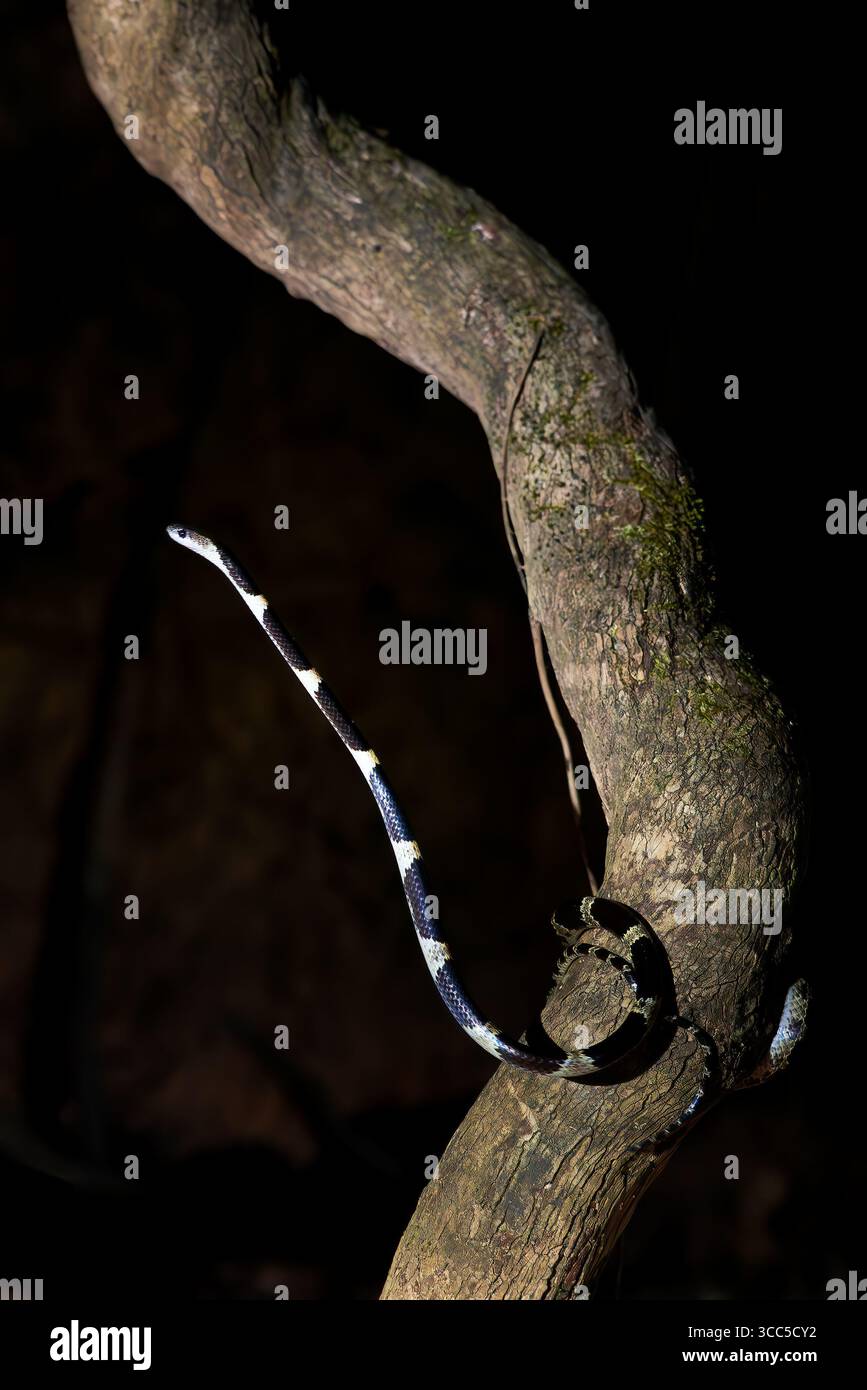 Blanfords Zaumschlange - Lycodon davisonii, eine wunderschöne schwarz-weiße Schlange, die in den Wäldern von Indonesichina, Vietnam, beheimatet ist. Stockfoto