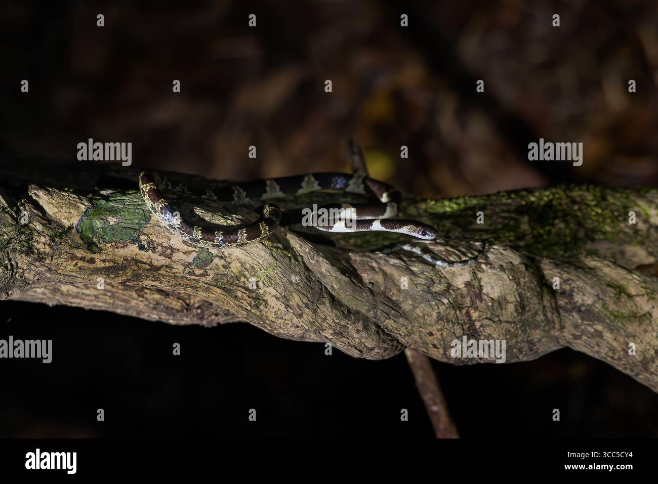 Blanfords Zaumschlange - Lycodon davisonii, eine wunderschöne schwarz-weiße Schlange, die in den Wäldern von Indonesichina, Vietnam, beheimatet ist. Stockfoto