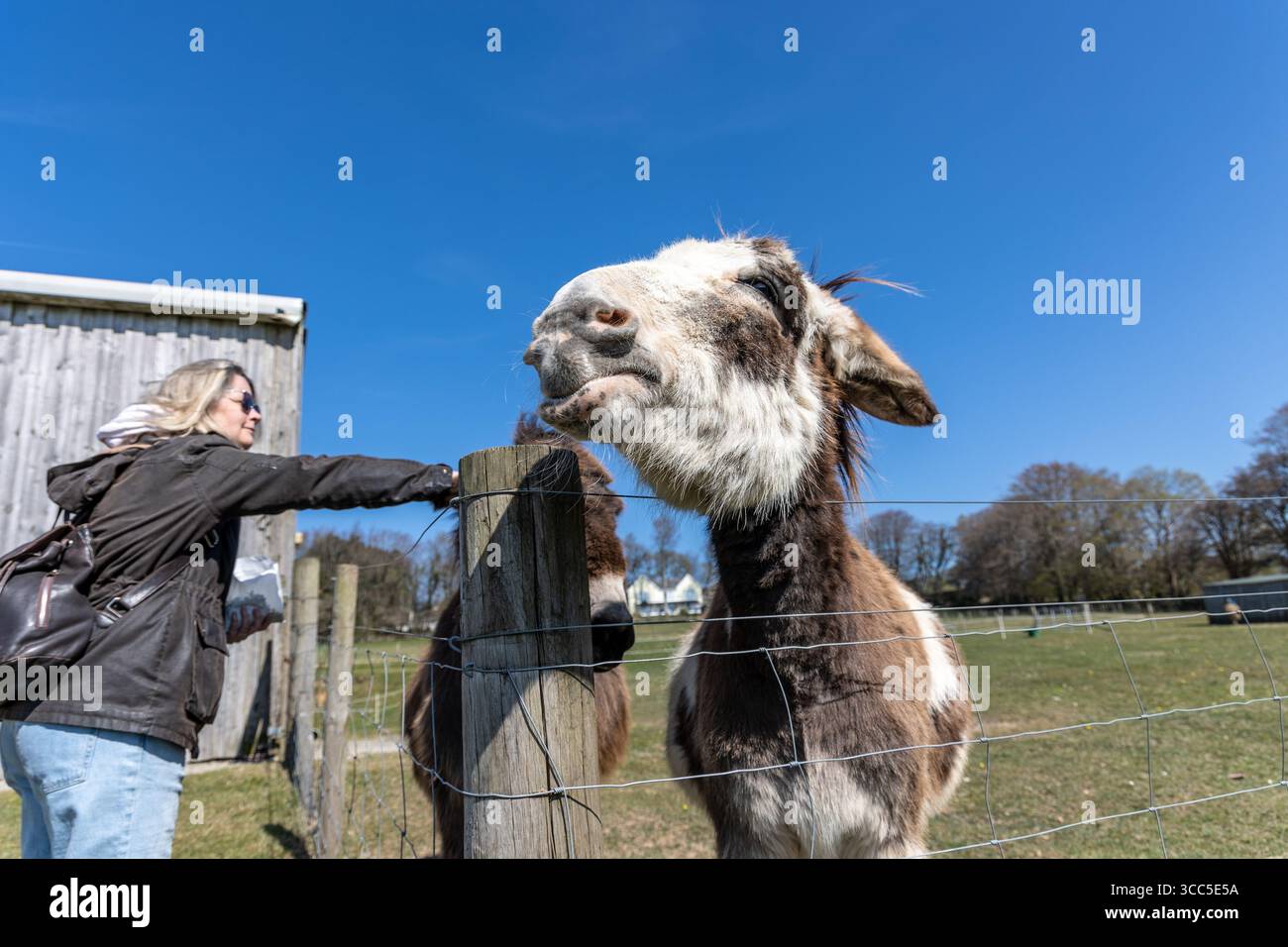 Glückliche Esel genießen Kleinigkeiten und Leckereien von lächelnden Besuchern in einer freundlichen Umgebung im Bauernhof-Stil. Stockfoto