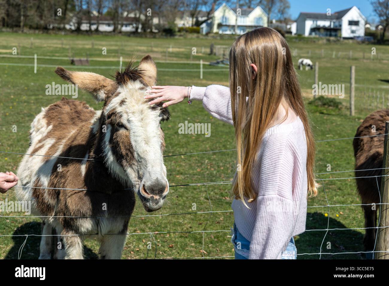 Glückliche Esel genießen Kleinigkeiten und Leckereien von lächelnden Besuchern in einer freundlichen Umgebung im Bauernhof-Stil. Stockfoto