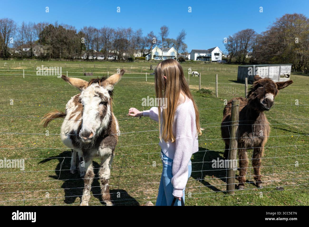 Glückliche Esel genießen Kleinigkeiten und Leckereien von lächelnden Besuchern in einer freundlichen Umgebung im Bauernhof-Stil. Stockfoto