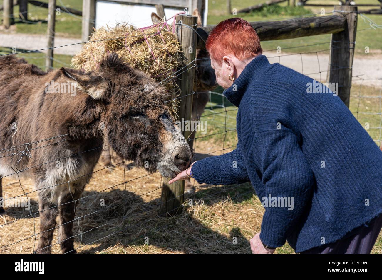 Glückliche Esel genießen Kleinigkeiten und Leckereien von lächelnden Besuchern in einer freundlichen Umgebung im Bauernhof-Stil. Stockfoto