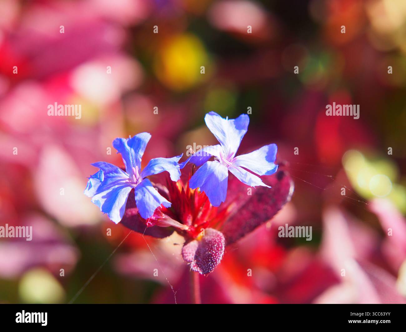 Ceratostigma plumbaginoides mit leuchtend blauen Blüten und rotem Herbstlaub, Bleikraut-Bodenbedeckungspflanze in Blüte, farbenfrohe, mehrjährige Ziernaht Stockfoto