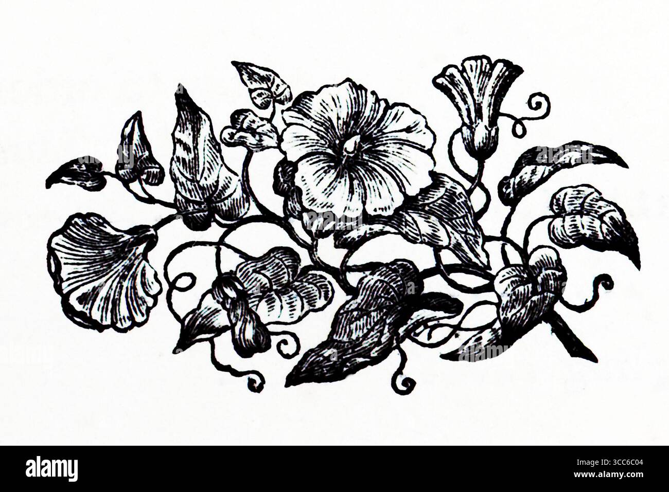Eine fein gerenderte botanische Illustration einer blühenden Pflanze, deren Stiele und Ranken elegant miteinander verflochten sind. Große Blüten dominieren die Komposition, einige vollständig offen, andere noch offen. Die geäderten Blätter kräuseln sich um die Blüten und sorgen für Textur und Tiefe. Die monochrome Palette betont Form und Struktur und erinnert sowohl an wissenschaftliche Präzision als auch an künstlerische Anmut. Aus einer Auswahl gedruckter Kupfer- und Holzstiche, die 1851 von Henry Kent Causton als Teil von Izaak Walton und Charles Cotton's Buch The Compleat Angler veröffentlicht wurden. Stockfoto