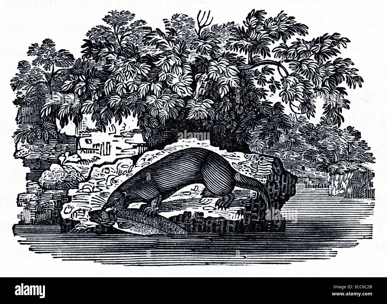 Eine fein detaillierte Schwarz-weiß-Illustration eines Otter, der auf einem Felsen steht und einen Fisch im Mund hält. Dicht bebautes Laub und plätscherndes Wasser erinnern an einen reichen Lebensraum am Flussufer. Die Szene verbindet naturalistische Präzision mit künstlerischer Textur und fängt die fließende Bewegung des Ottern und das ruhige Drama von Raubtier und Beute ein. Aus einer Auswahl gedruckter Kupfer- und Holzstiche, die 1851 von Henry Kent Causton als Teil von Izaak Walton und Charles Cotton's Buch The Compleat Angler veröffentlicht wurden. Stockfoto
