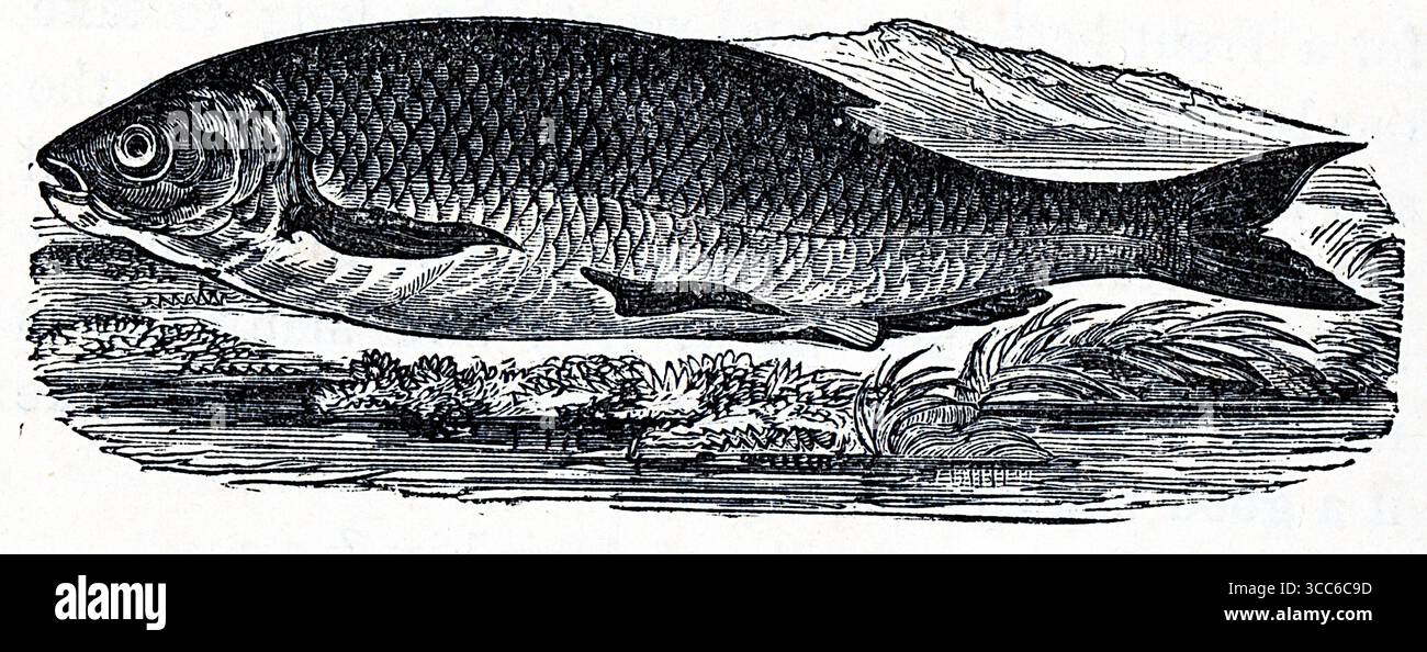 Eine detaillierte Gravur eines Chub, seitlich vor einem Landschaftshintergrund dargestellt. Die Skalen, Flossen und der abgerundete Körper werden mit anatomischer Präzision gerendert, wodurch die kräftige Form und der gespaltene Schwanz betont werden. Obwohl das Bild nicht im Wasser dargestellt ist, erinnert es durch sorgfältige Linienführung und naturalistische Haltung – wissenschaftlich, statisch und anschaulich – an den Süßwasserhabitat der Fische. Aus einer Auswahl gedruckter Kupfer- und Holzstiche, die 1851 von Henry Kent Causton als Teil von Izaak Walton und Charles Cotton's Buch The Compleat Angler veröffentlicht wurden. Stockfoto