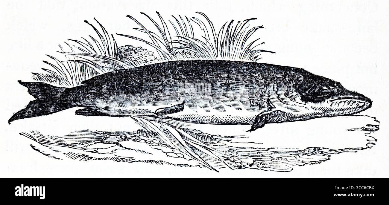 Eine detaillierte Gravur eines Hechten (Esox lucius), die auf dem Boden mit karger Vegetation dahinter steht. Der langgezogene Körper, die spitze Schnauze und die scharfen Zähne werden mit anatomischer Präzision dargestellt, was seine Rolle als Süßwasserräuber unterstreicht. Obwohl die Komposition außerhalb des Wassers liegt, erinnert sie an ihren Hinterhalt-basierten Jagdstil und die einsame Natur. Aus einer Auswahl gedruckter Kupfer- und Holzstiche, die 1851 von Henry Kent Causton als Teil von Izaak Walton und Charles Cotton's Buch The Compleat Angler veröffentlicht wurden. Stockfoto