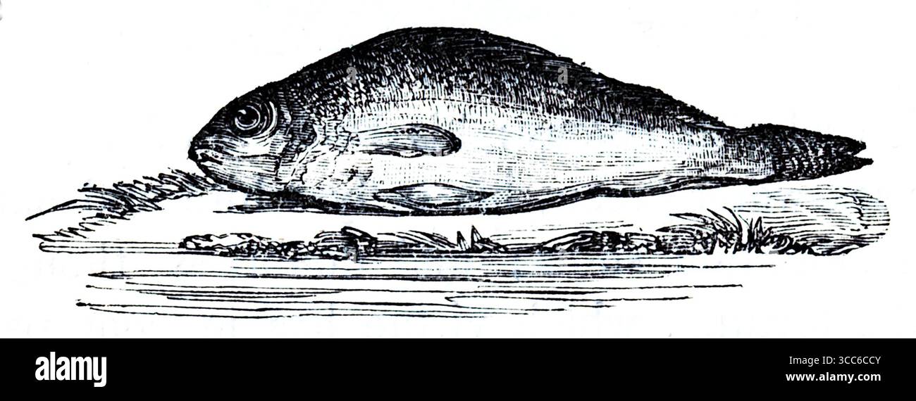 Ein gemeiner Karpfen, der sich durch seinen kräftigen, tiefen Körper und seine großen, markanten Skalen auszeichnet. Obwohl sie in dieser monochromen Zeichnung nicht explizit zu sehen sind, haben sie in der Regel eine Farbe von olivbraun bis rötlich-braun mit gelblichem Bauch. Ein wichtiges Erkennungsmerkmal, das häufig auf Karpfen vorkommt, sind zwei Paare von schnurähnlichen Sinnesorganen, die Barteln um den Mund genannt werden, die hier jedoch nicht eindeutig dargestellt werden. Die Rückenflosse ist lang und erstreckt sich über einen Großteil ihres Rückens. Aus einer Auswahl von gedruckten Kupfer- und Holzstichen, die 1851 von Henry Kent Causton veröffentlicht wurden. Stockfoto