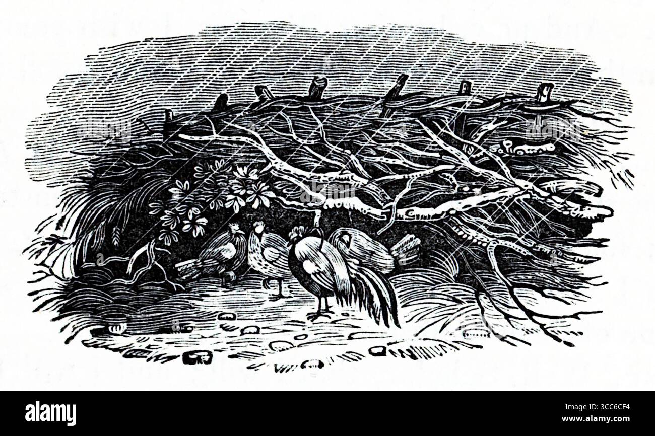 Ein fein detaillierter Schwarzweiß-Gravur einer Waldszene. Im Vordergrund stehen mehrere große Vögel – wahrscheinlich wilde Truthühner oder Fasane – zwischen Kieseln, kargen Blüten und niedriger Vegetation. Hinter ihnen erhebt sich ein dichter Haufen von Ästen und Zweigen, entweder natürlich angesammelt oder absichtlich gestapelt. Der Hintergrund ist strukturiert, was auf eine Waldtiefe oder einen schattigen Himmel hindeutet. Aus einer Auswahl gedruckter Kupfer- und Holzstiche, die 1851 von Henry Kent Causton als Teil von Izaak Walton und Charles Cotton's Buch The Compleat Angler veröffentlicht wurden. Stockfoto