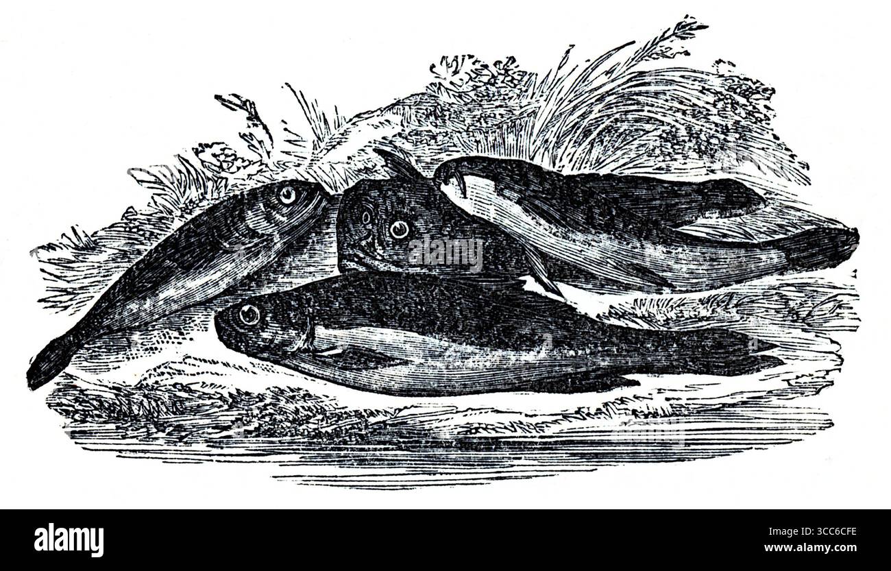 Gravierte Untersuchung von drei kleinen Süßwasserfischen, die auf einer strukturierten Oberfläche mit spärlicher Vegetation liegen. Zu den dargestellten Arten gehören ein schlanker Minnow, eine melierte Steinloche mit Barteln und ein breitköpfiger Miller-Daumen (Bullhead), der sich durch seine großen Brustflossen auszeichnet. Die Komposition erinnert an naturalistische Dokumentation der britischen Flusfauna aus dem 18. Bis 19. Jahrhundert. Aus einer Auswahl gedruckter Kupfer- und Holzstiche, die 1851 von Henry Kent Causton als Teil von Izaak Walton und Charles Cotton's Buch The Compleat Angler veröffentlicht wurden. Stockfoto