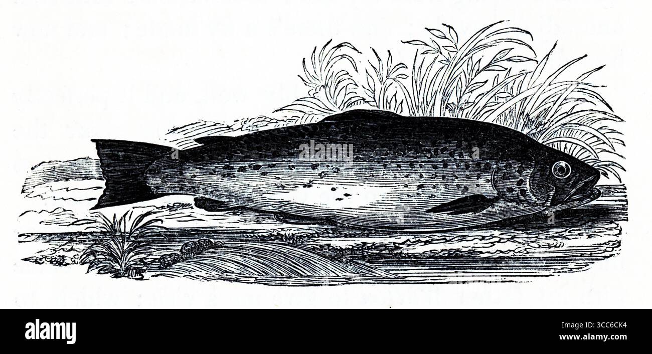 Detaillierte Abbildung einer Forelle, dargestellt mit einem stromlinienförmigen Körper, gefleckten Flanken und einer dunklen Rückenfläche. Der Fisch liegt inmitten von Gras- und Flussflora und erinnert an die Kalkbäche und Bergflüsse Südenglands. Die Darstellung erinnert an Angeldrucke aus dem 19. Jahrhundert und an die ökologische Ehrfurcht von Waltons Compleat Angler. Aus einer Auswahl gedruckter Kupfer- und Holzstiche, die 1851 von Henry Kent Causton als Teil von Izaak Walton und Charles Cotton's Buch The Compleat Angler veröffentlicht wurden. Stockfoto