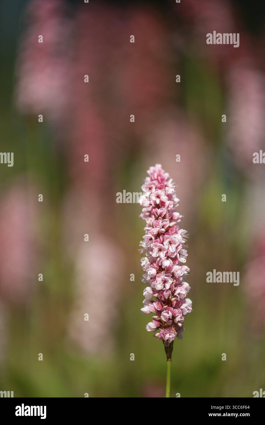Schneckenknotweed (Bistorta affinis), Emsland, Niedersachsen, Deutschland Stockfoto