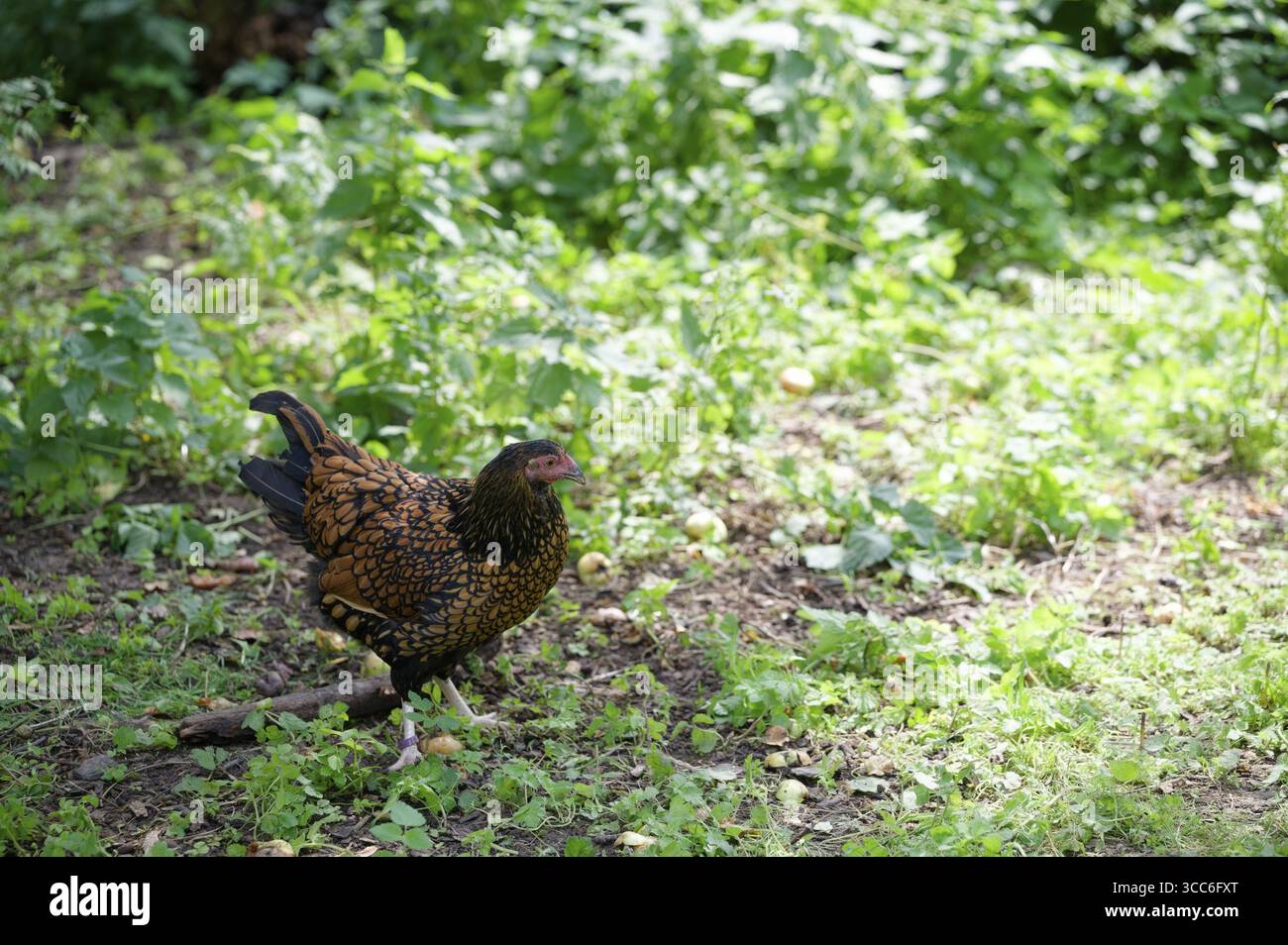 Rotbraune Farbvariante des Deutschen Reichshuhn, gefährdete Nutztierrasse, 19. Jahrhundert, Hühnerrasse, Zucht, Vellberg, Schwaebisch Hall, Ho Stockfoto