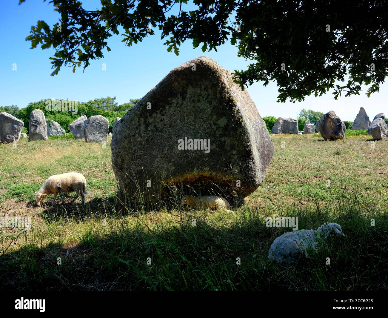Nahaufnahme des berühmten stehenden Steins mit Schafen zu Unkraut bei Carnac ist eine Gemeinde neben dem Golf von Morbihan an der Südküste der Bretagne im Morbihan Stockfoto