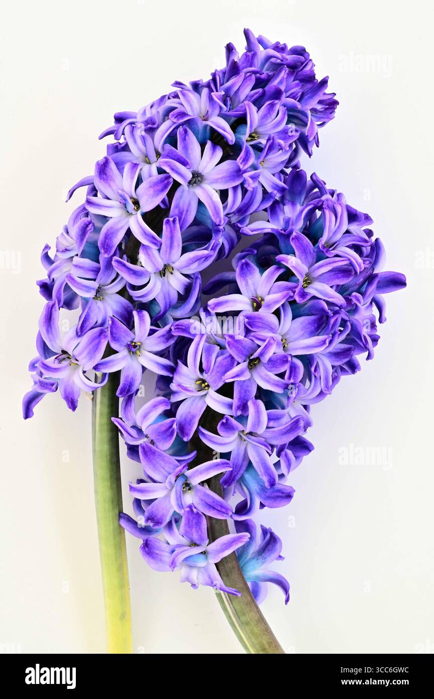 Zwei Blumenköpfe aus blauen Hyazinthen, gefüllt mit Röschen vor hellem Hintergrund Stockfoto
