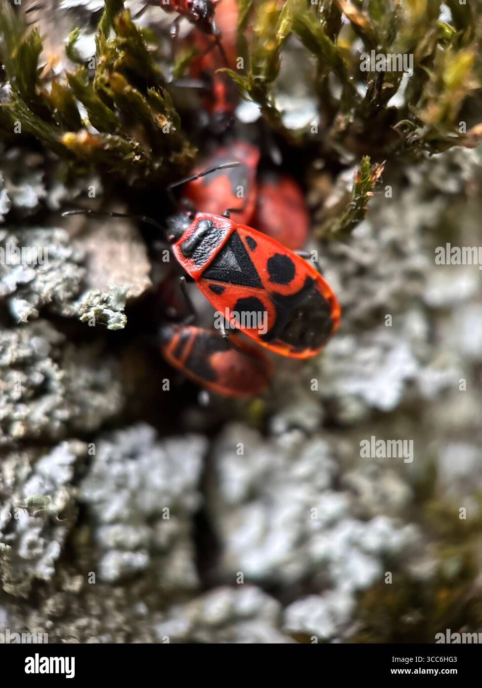 Eine Nahaufnahme eines roten Feuerwehers. Makrofotografie mit Wildtieren Stockfoto