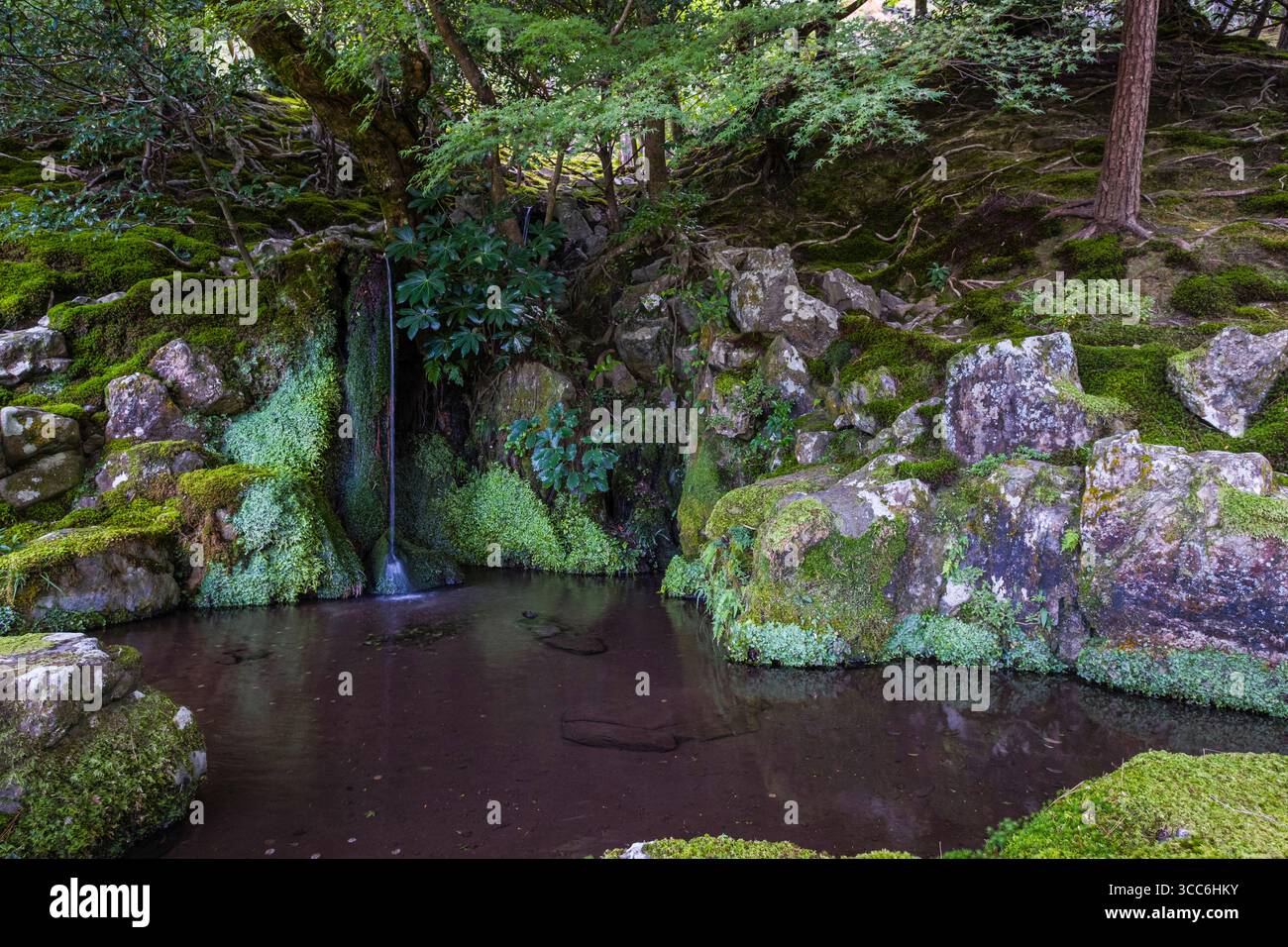Eine ruhige Waldszene mit einem sanften Wasserfall, der über moosige Felsen stürzt. Üppiges Grün umgibt den Wasserfall und schafft eine friedliche und natura Stockfoto