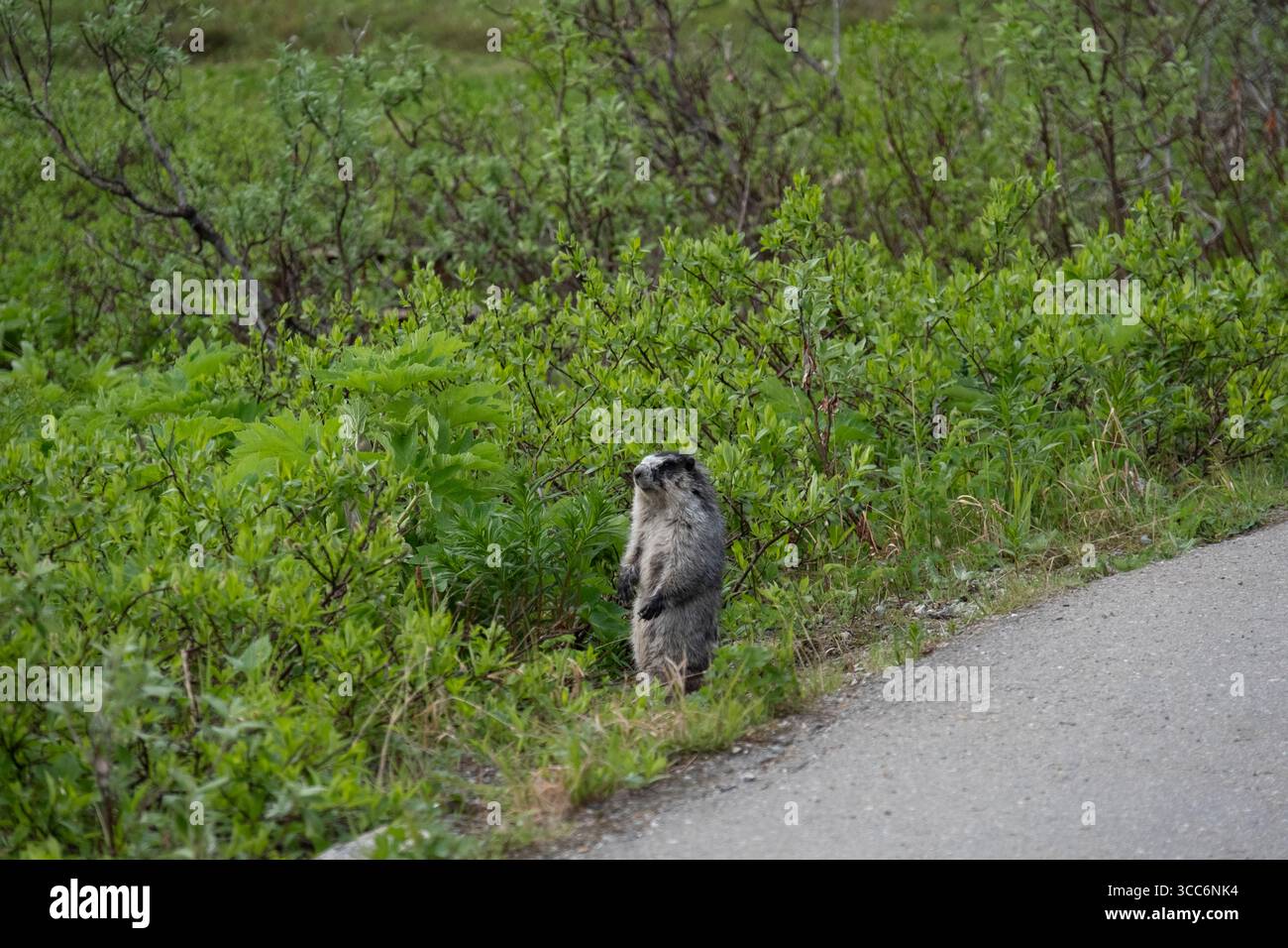 Marmota caligata ist das größte nordamerikanische Ground Squirrel im Independence Mine State Historical Park Alaska USA Stockfoto