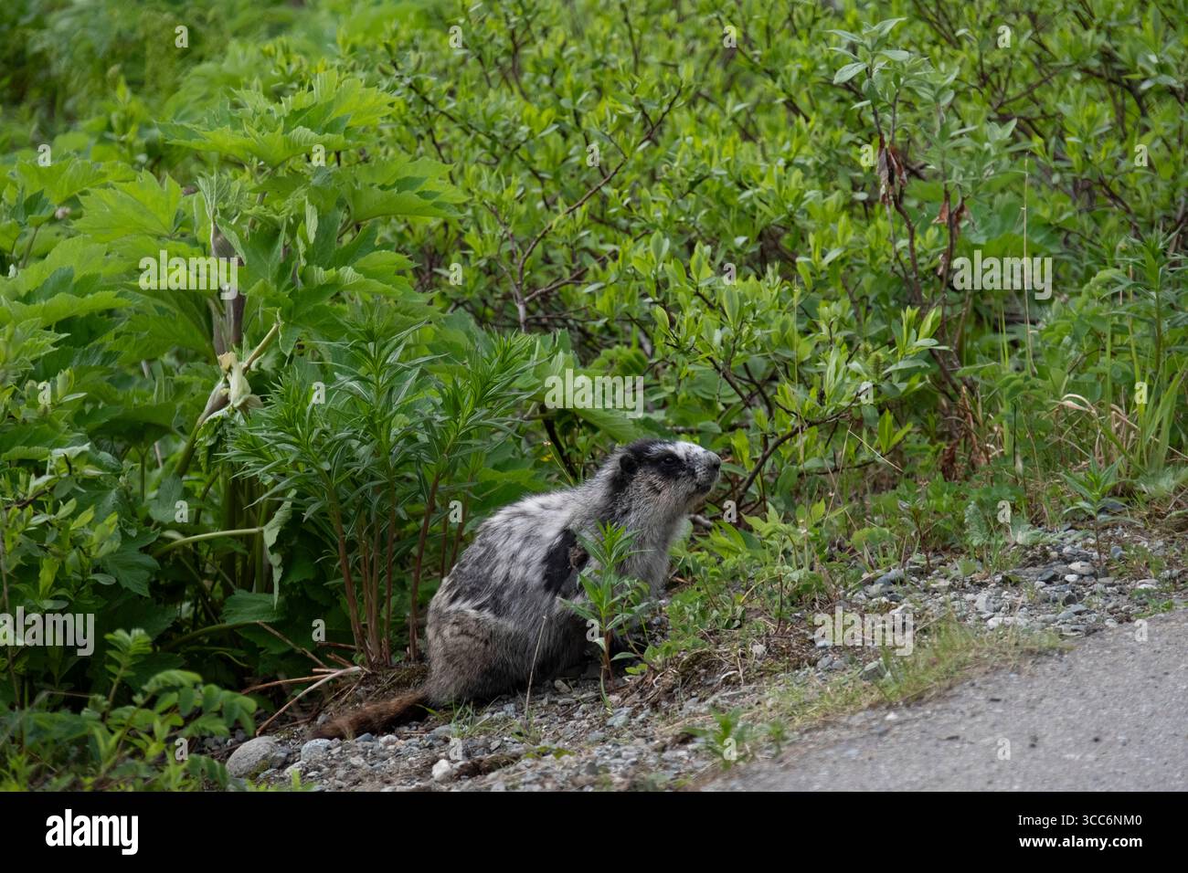 Marmota caligata ist das größte nordamerikanische Ground Squirrel im Independence Mine State Historical Park Alaska USA Stockfoto
