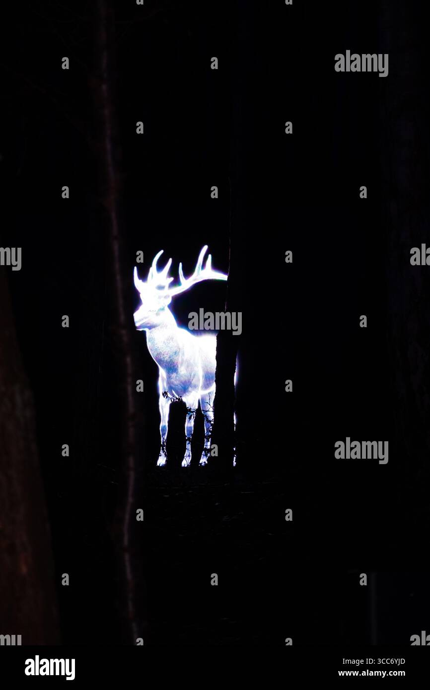 Windsor Great Park weihnachtsbeleuchtung Windsor Great Park beleuchtet Stockfoto