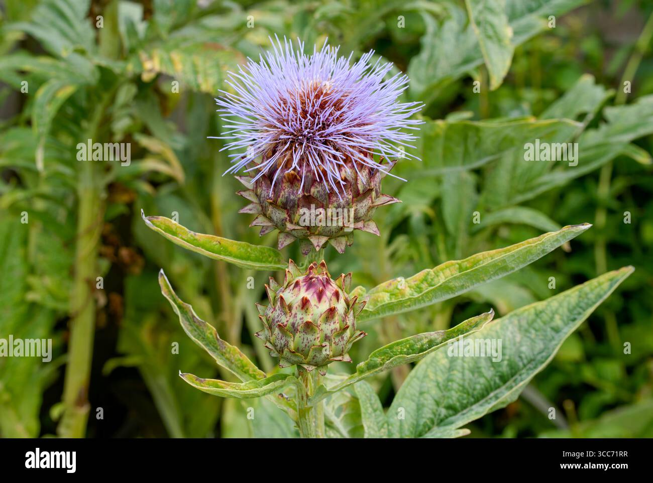 Eine violette Artischockenblüte in voller Blüte Stockfoto