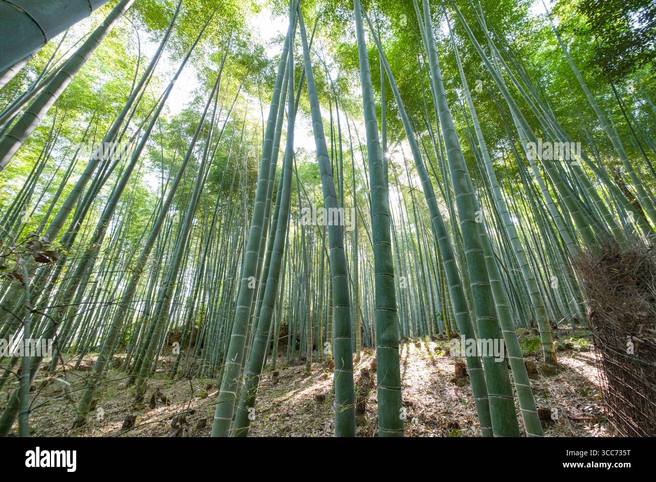 Ein beschaulicher Bambuswald mit hohen, hoch aufragenden Stangen, die in den Himmel reichen, in Sonnenlicht getaucht sind, das durch grüne Blätter filtert und eine ruhige und ruhige Atmosphäre schafft Stockfoto