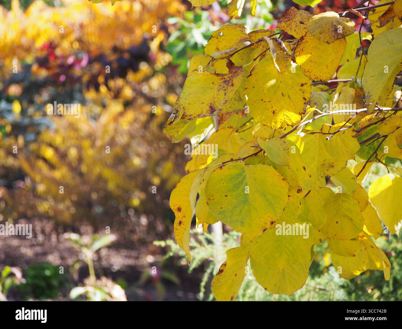 Styrax obassia, großblättriger schneeballbaum in wunderschönen Herbstfarben. Goldgelbes Laub von Zierlaubbäumen. Stockfoto