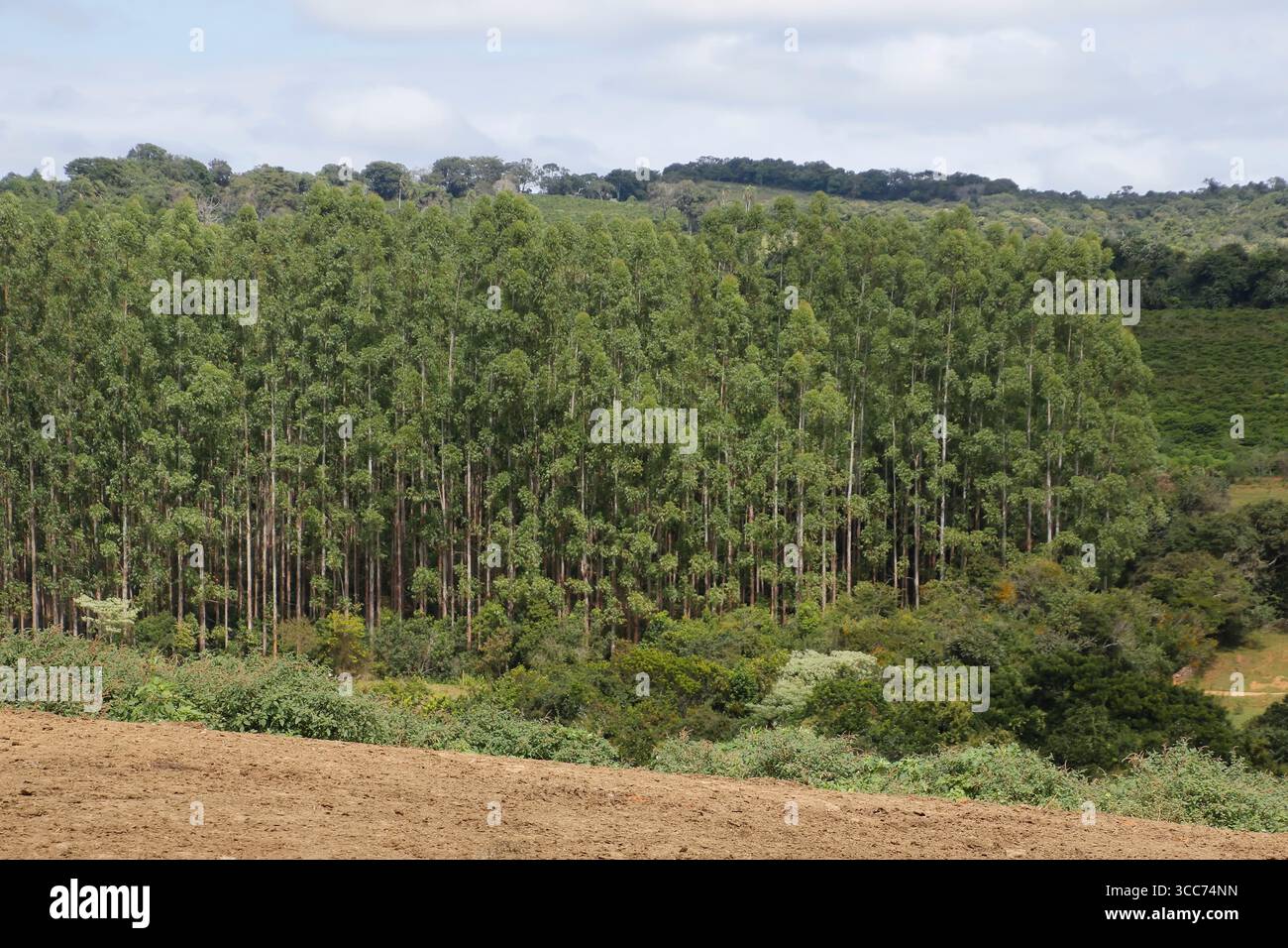 Hochwertiges Bild von Eukalyptusbäumen, ideal für Umweltprojekte, Nachhaltigkeit, Naturlandschaften und ökologische Themen Stockfoto