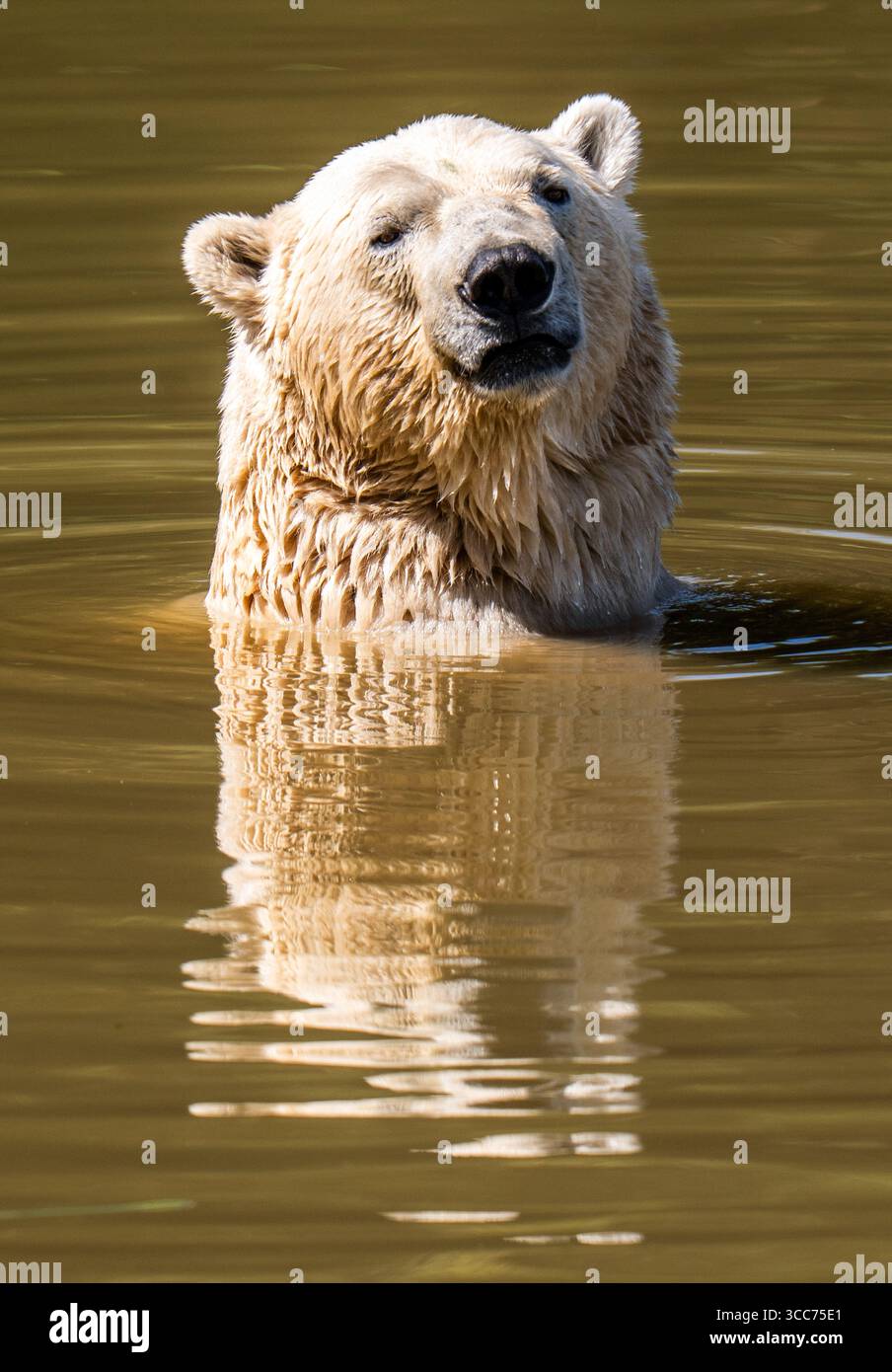 Im Yorkshire Wildlife Park in der Nähe von Doncaster kühlt sich ein Eisbär mit einem Sprung in einen See ab. Die Temperaturen werden in Teilen Großbritanniens bis Montag über 30 °C steigen, und ein weiterer außergewöhnlich heißer Zauber bringt einen gelben Gesundheitsalarm mit sich. Bilddatum: Sonntag, 10. August 2025. Stockfoto