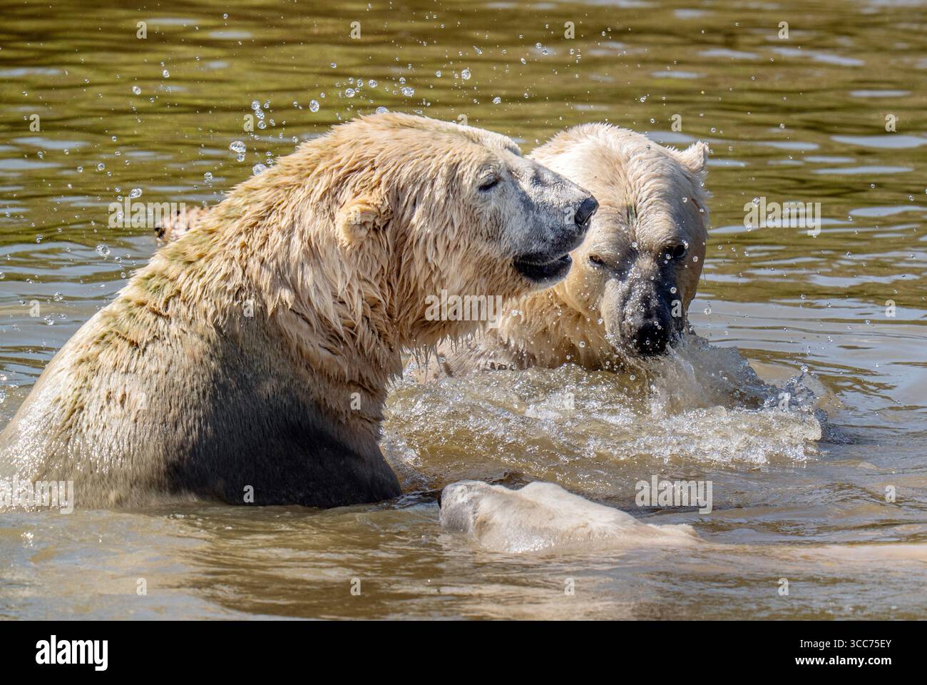 Eisbären kühlen sich bei einem Bad in einem See im Yorkshire Wildlife Park in der Nähe von Doncaster ab. Die Temperaturen werden in Teilen Großbritanniens bis Montag über 30 °C steigen, und ein weiterer außergewöhnlich heißer Zauber bringt einen gelben Gesundheitsalarm mit sich. Bilddatum: Sonntag, 10. August 2025. Stockfoto
